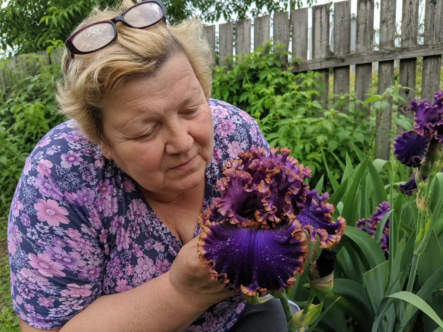 Ірис Чорниця у Вогні в саду