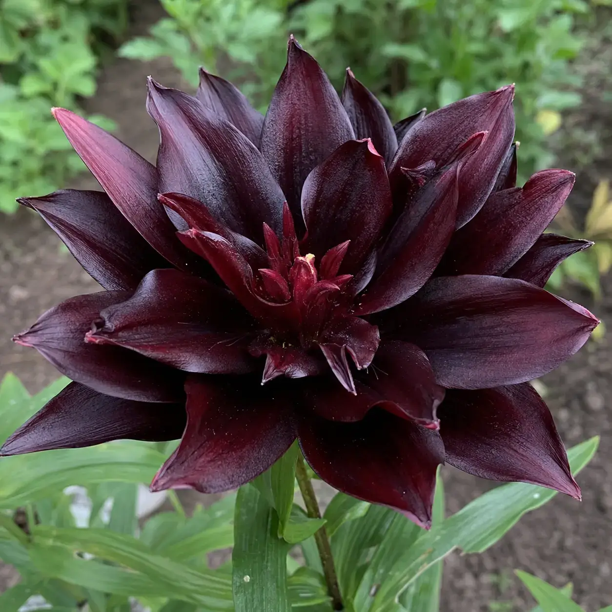 Black Cherry