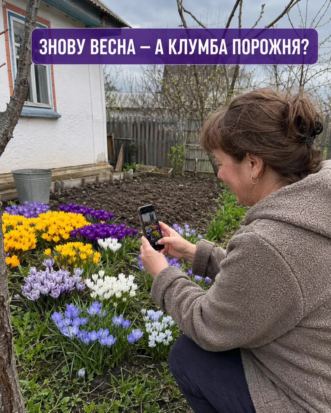 Господиня фотографує свою клумбу крокусів