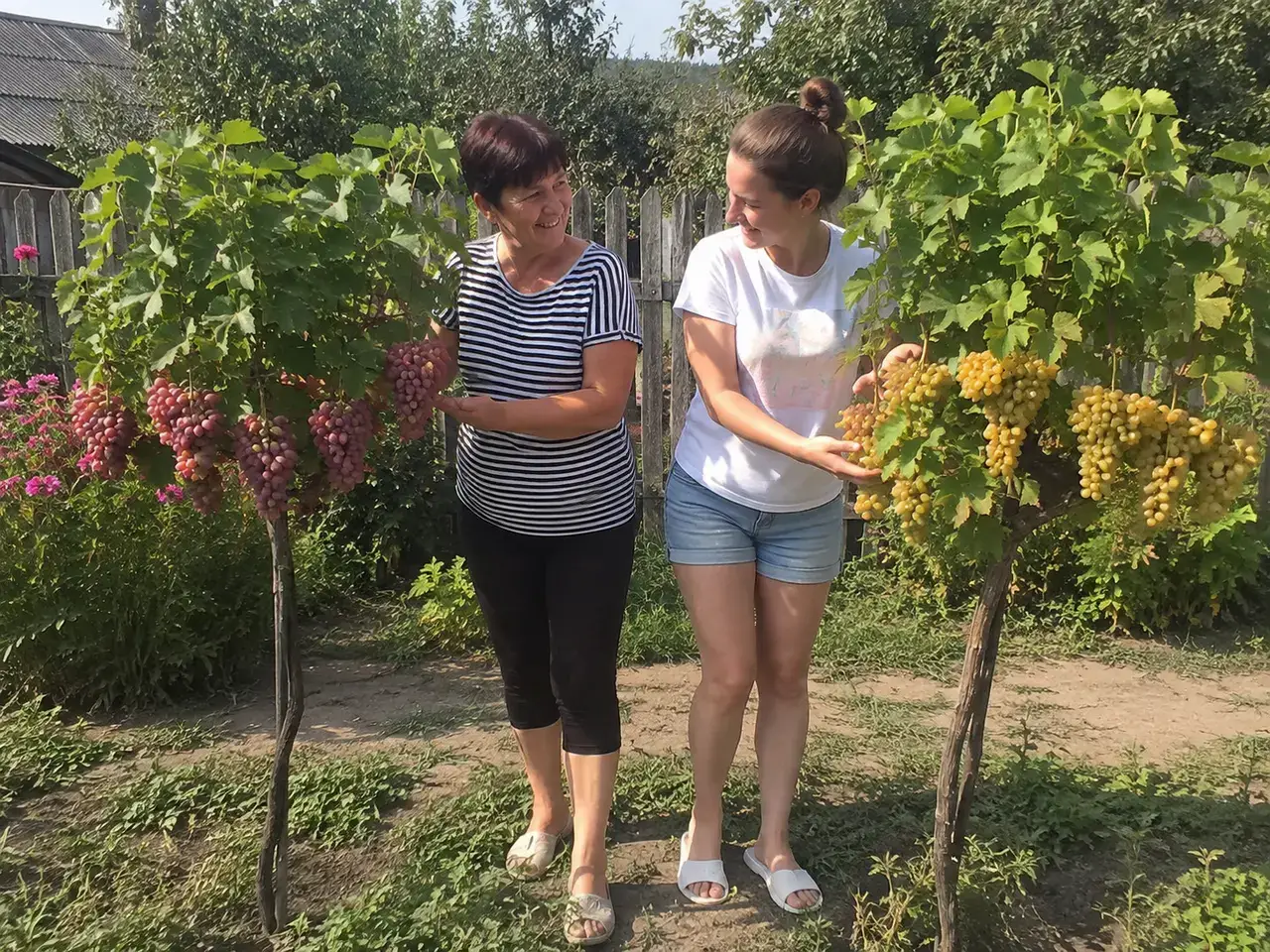 Надія з донькою біля рожевого та бурштинового винограду